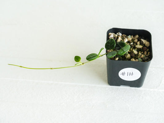 Hoya tengchongensis | 2-Inch