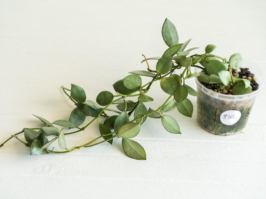 Hoya lacunosa 'Silver Mint Coin' | 3-Inch