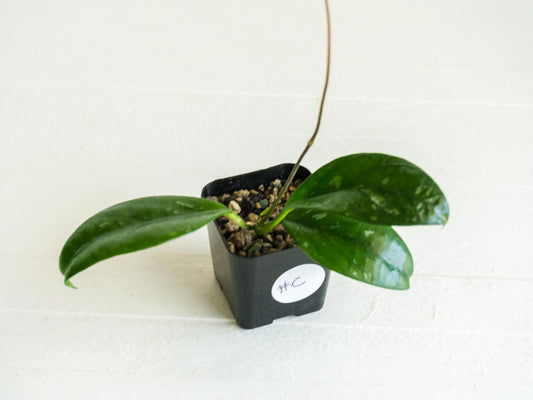 Hoya Lai Chau (Splash) | 2-Inch