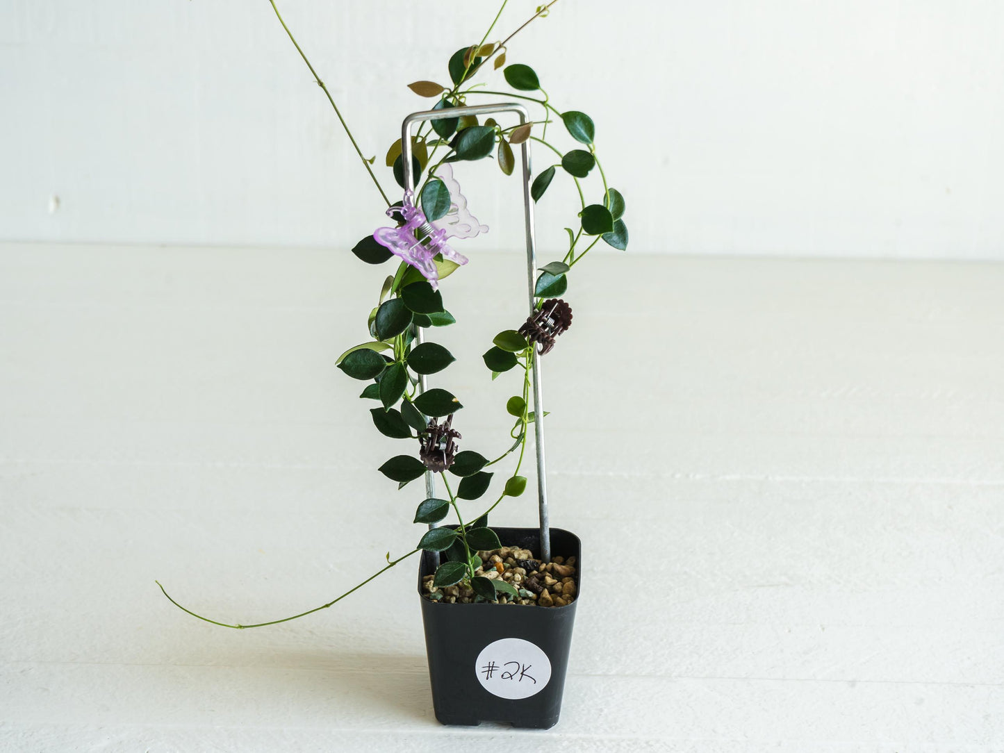Hoya papua (PNG IM-08) | Large 2-Inch