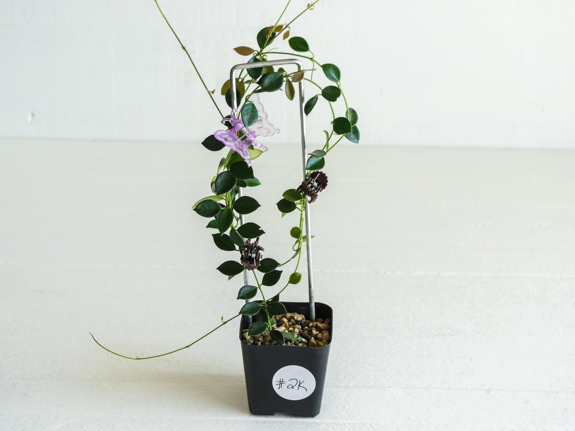 Hoya papua (PNG IM-08) | Large 2-Inch