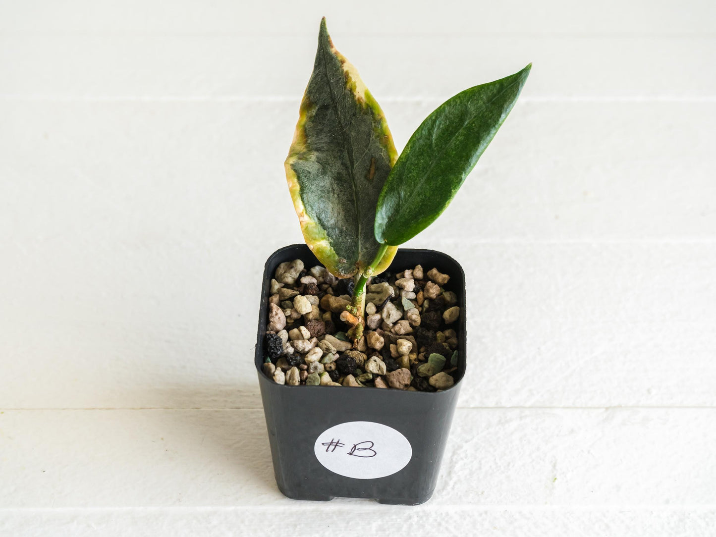 Hoya archboldiana (Albo - Outer Variegated) | 2-Inch