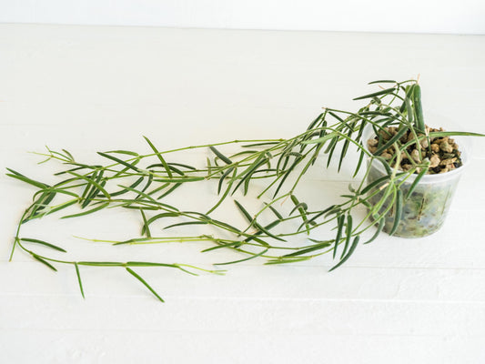 Hoya linearis | 3-Inch