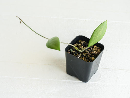 Hoya erythrostemma (Silver) | 2-Inch