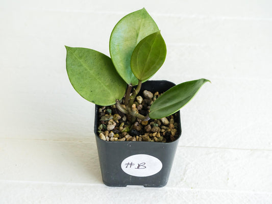 Hoya verticillata (Heart Leaf Silver) | 2-Inch