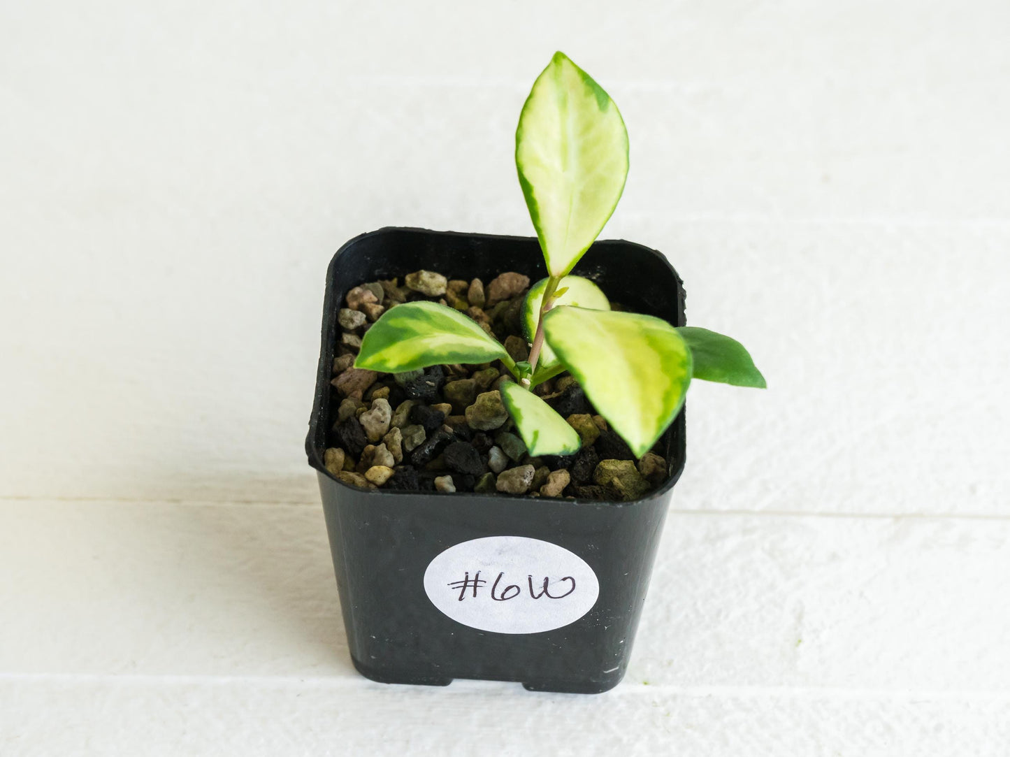 Hoya heuschkeliana (Inner Variegated)| 2-Inch