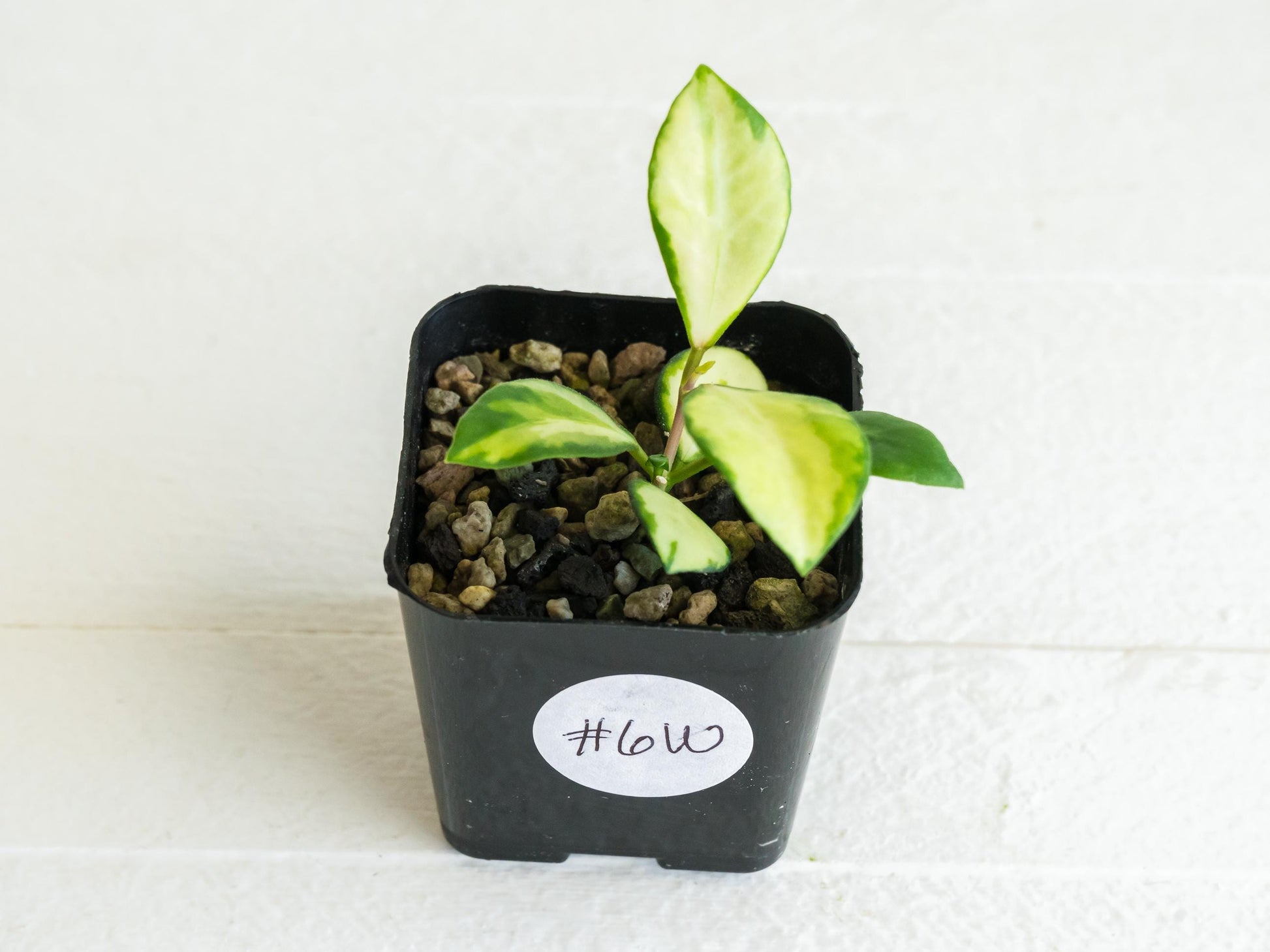 Hoya heuschkeliana (Inner Variegated)| 2-Inch