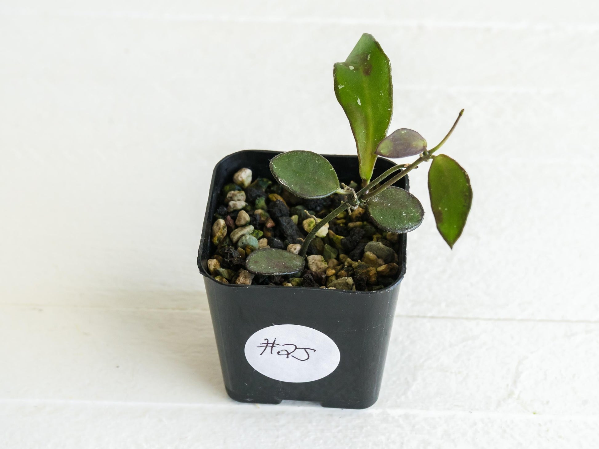 Hoya borneo (Small Leaf) | 2-Inch