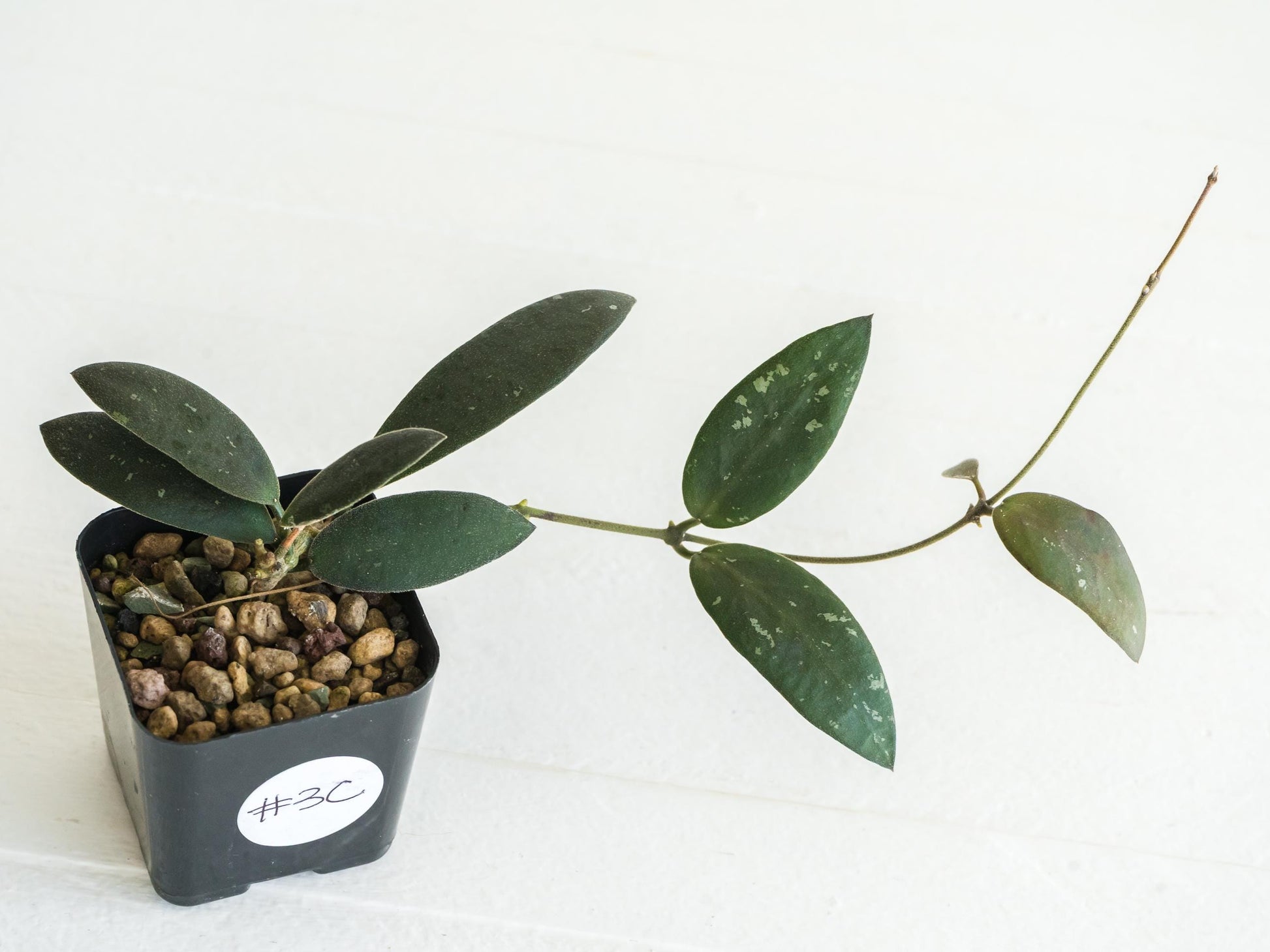 Hoya sabah 'Dragonfly' (EPC-960) | 2-Inch
