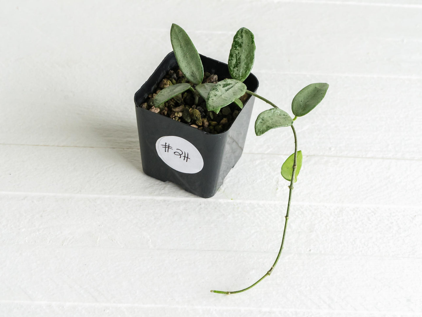 Hoya lima (Silver) | 2-Inch