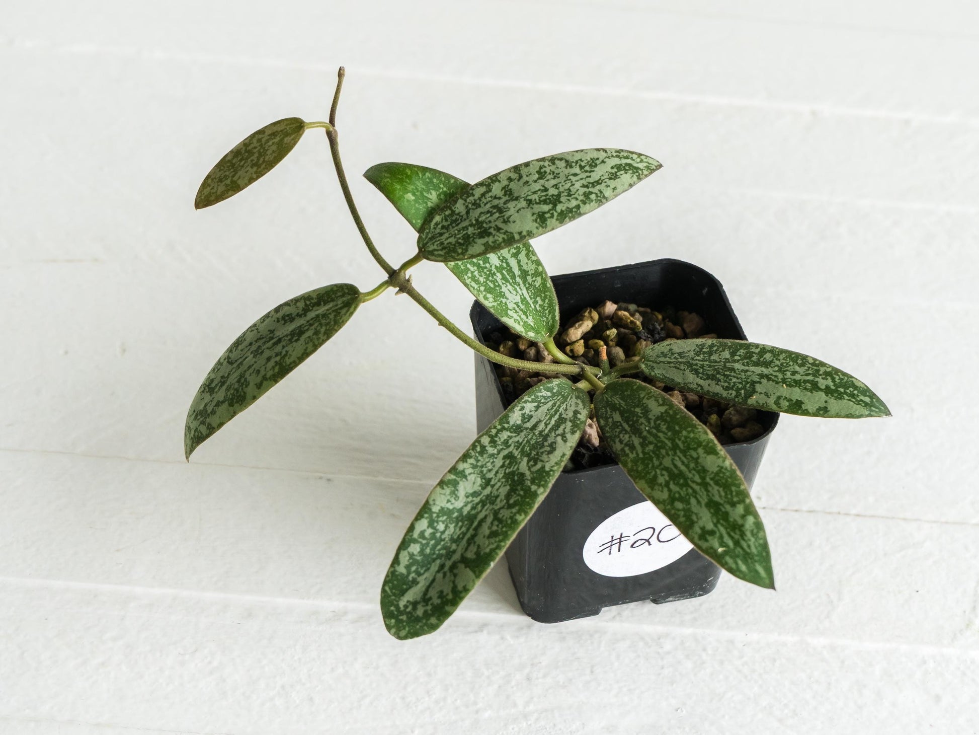 Hoya sigillatis 'Round Leaf' aka sigillatis (Silver) AH001 | 2-Inch