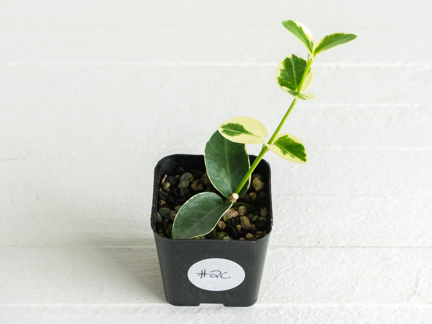Hoya cumingiana (Albo | Outer Variegated) | 2-Inch