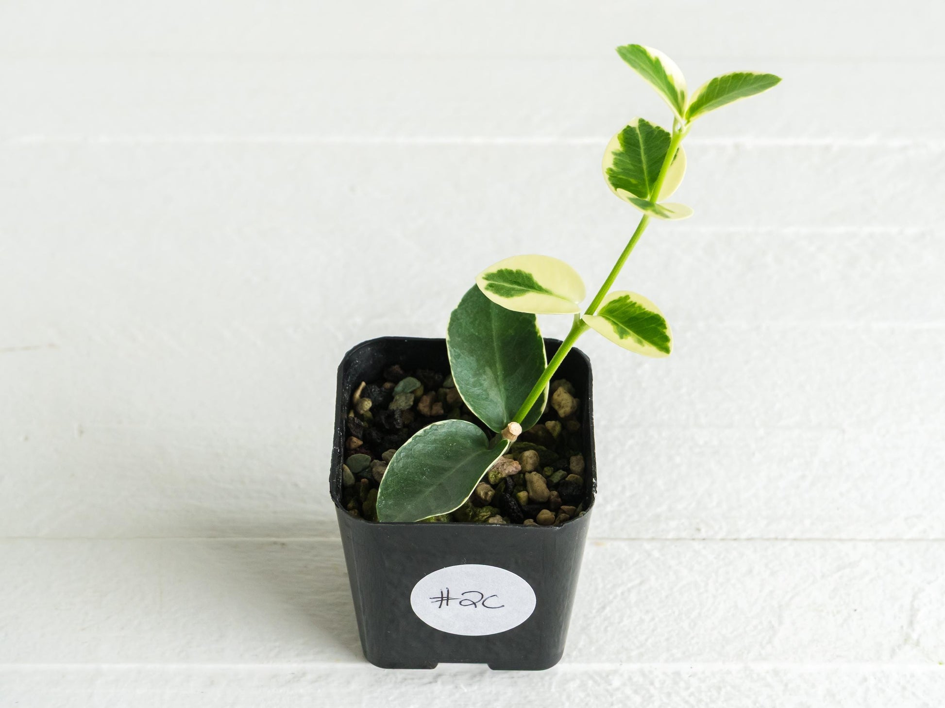 Hoya cumingiana (Albo | Outer Variegated) | 2-Inch