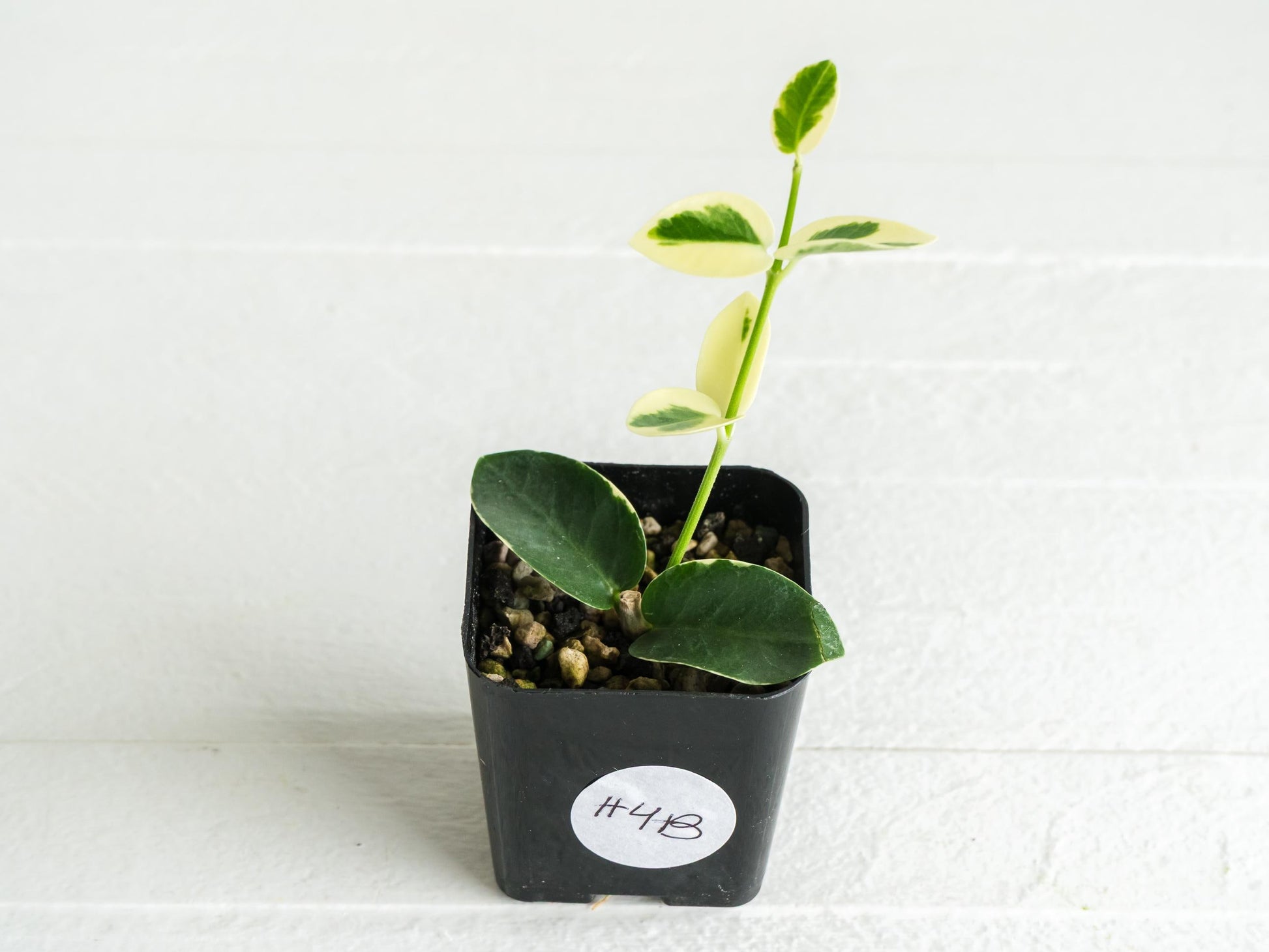 Hoya cumingiana (Albo | Outer Variegated) | 2-Inch