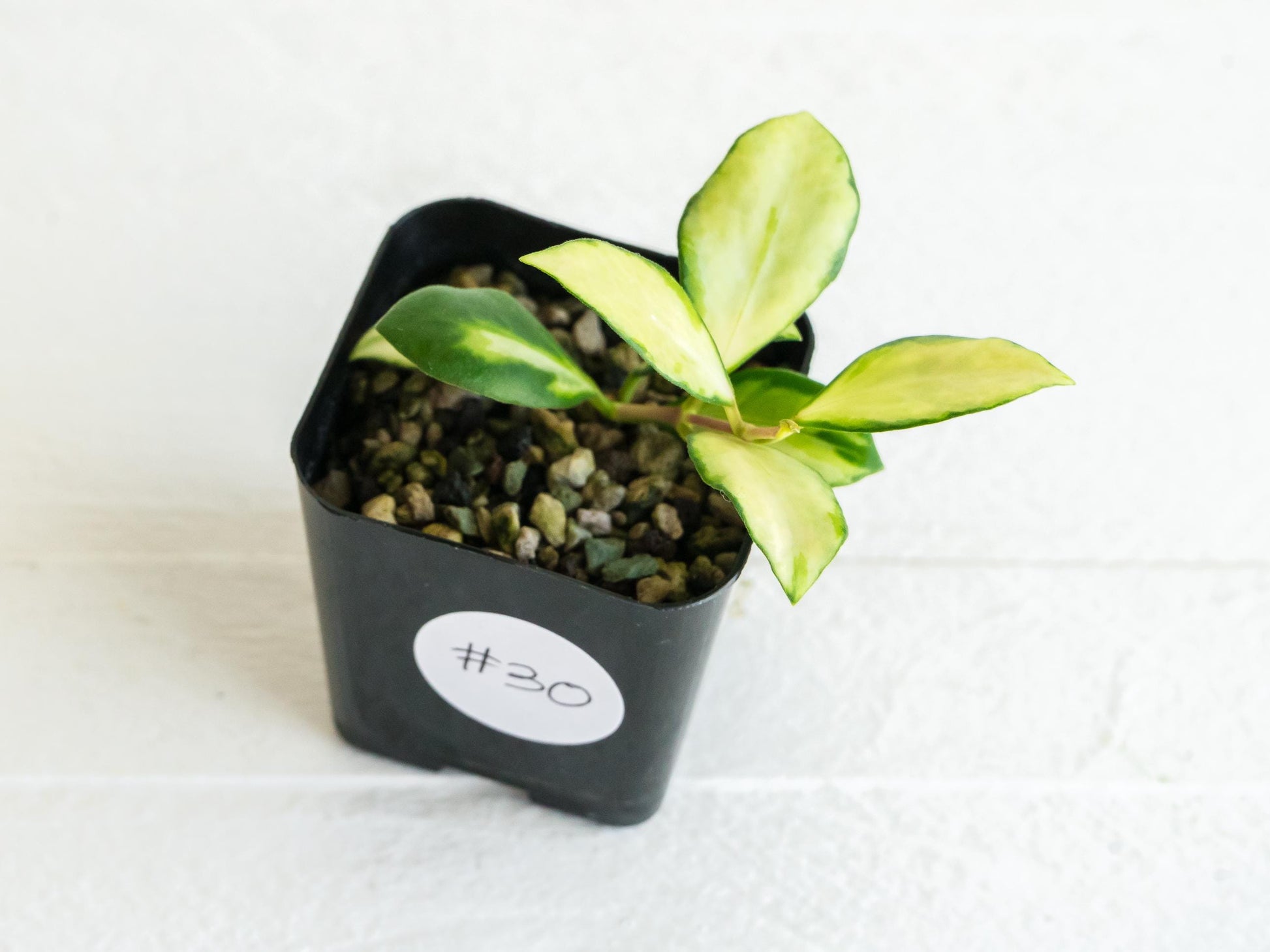 Hoya heuschkeliana (Inner Variegated)| 2-Inch