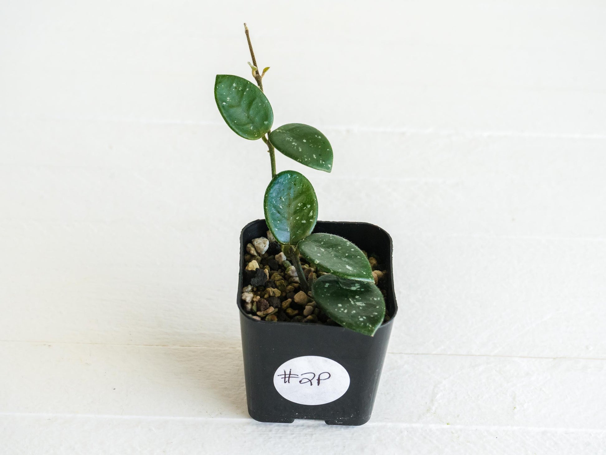 Hoya 'Mathilde' | 2-Inch