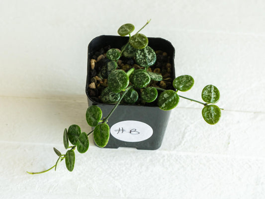 Hoya serpens (Splash) | Large 2-Inch