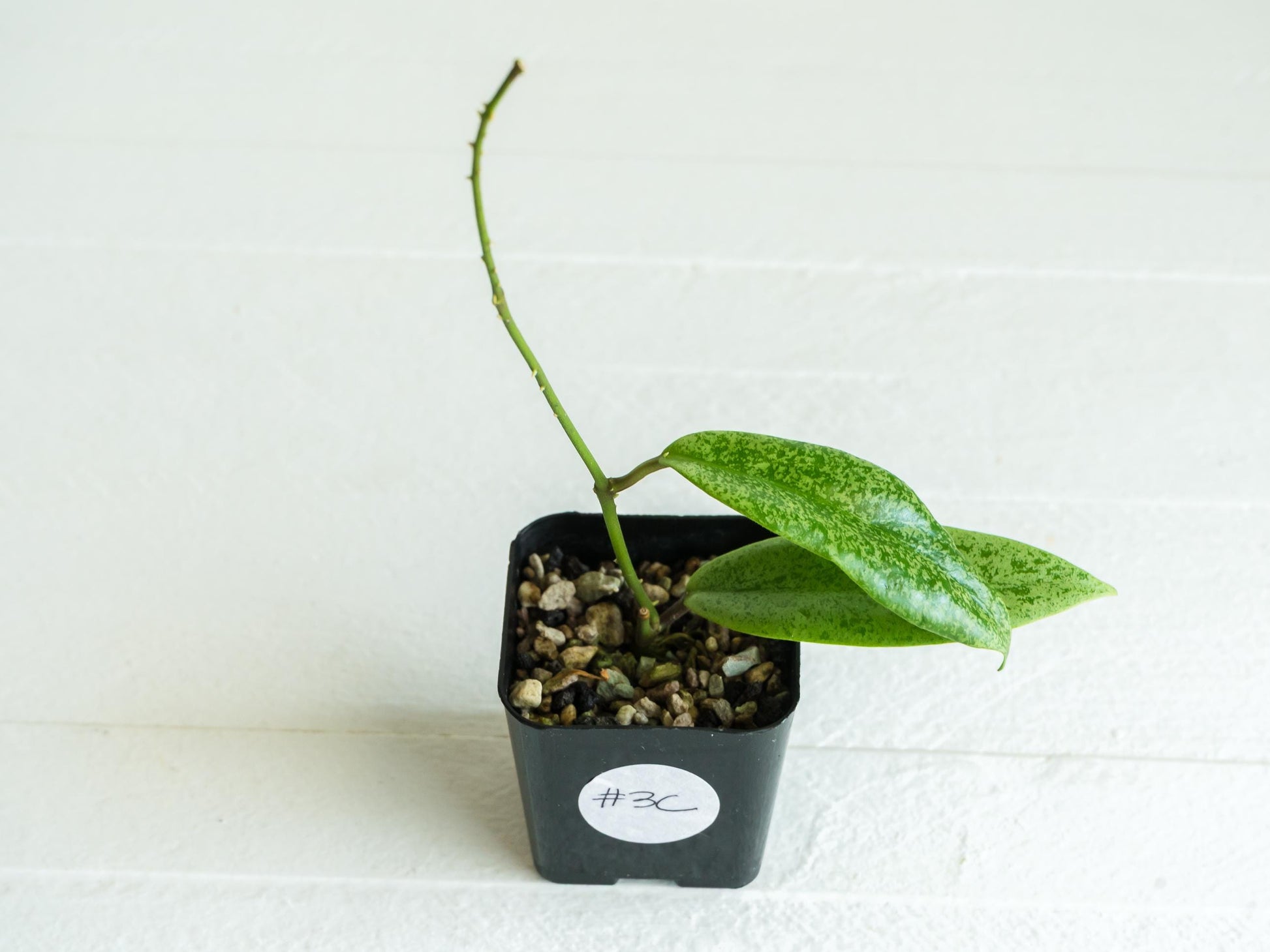 Hoya 'Jita Silver' | 2-Inch