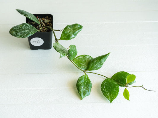 Hoya walliniana (Splash) | 2-Inch