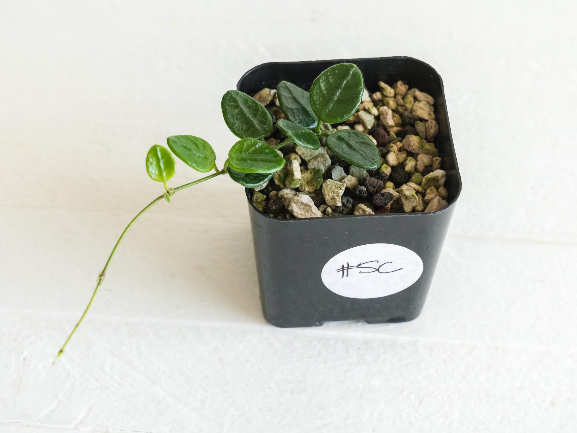 Hoya tengchongensis | 2-Inch