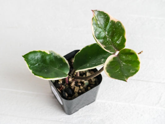 Hoya carnosa 'Tricolor' KRIMSON QUEEN (Splash) | 2-Inch