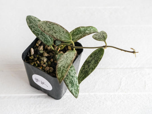 Hoya sigillatis 'Round Leaf' aka sigillatis (Silver) AH001 | 2-Inch
