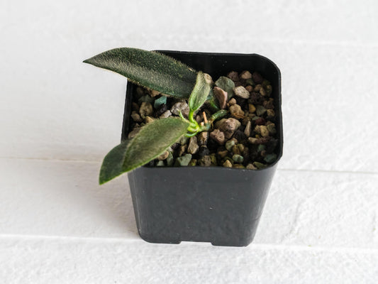Hoya thomsonii (Pink Flower) | 2-Inch