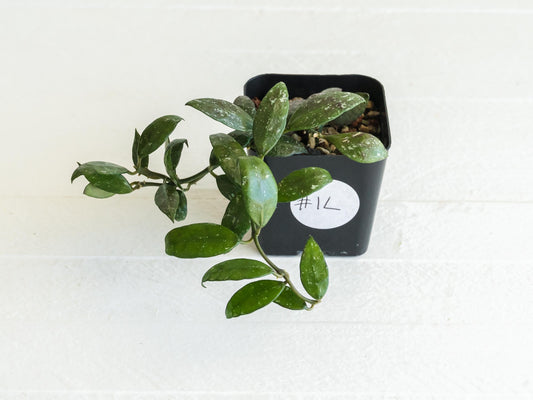 Hoya lacunosa 'Perangin Durian' IML-1896 | 2-Inch