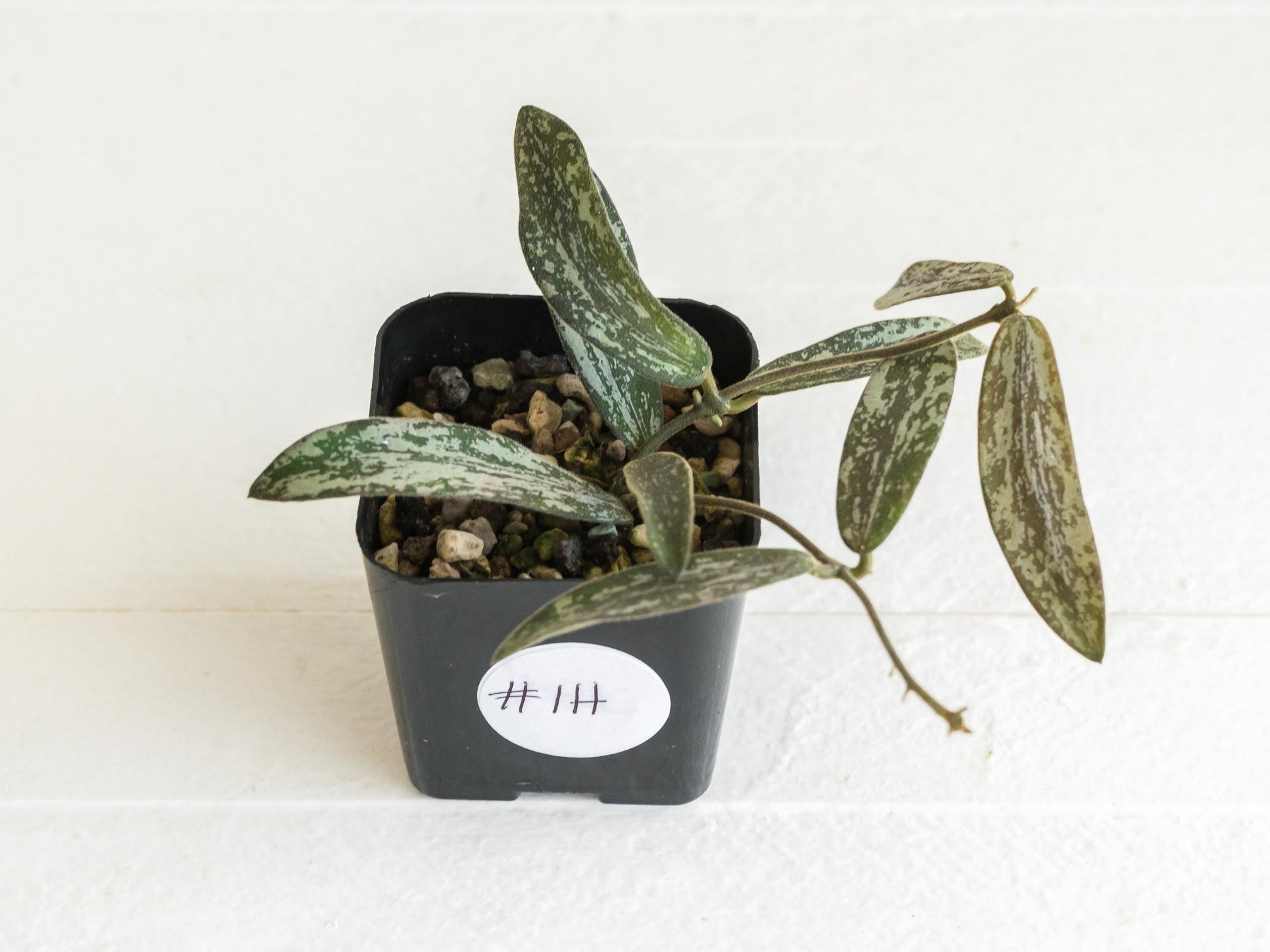 Hoya sigillatis | 2-Inch