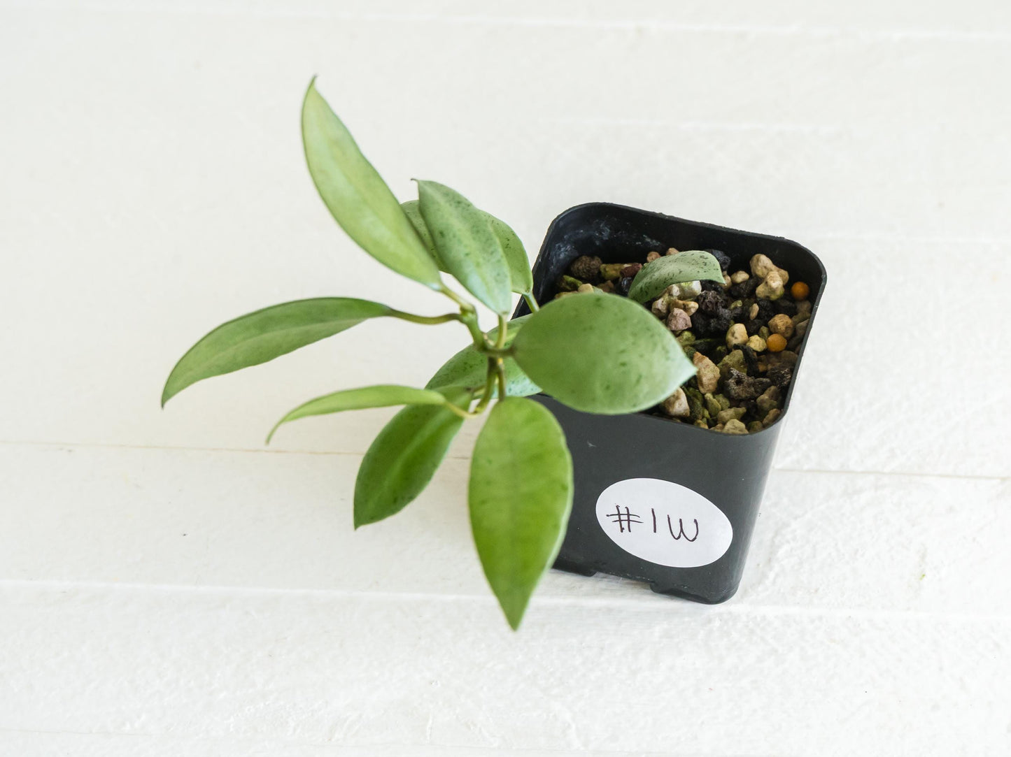 Hoya lacunosa 'Silver Mint Coin' | 2-Inch