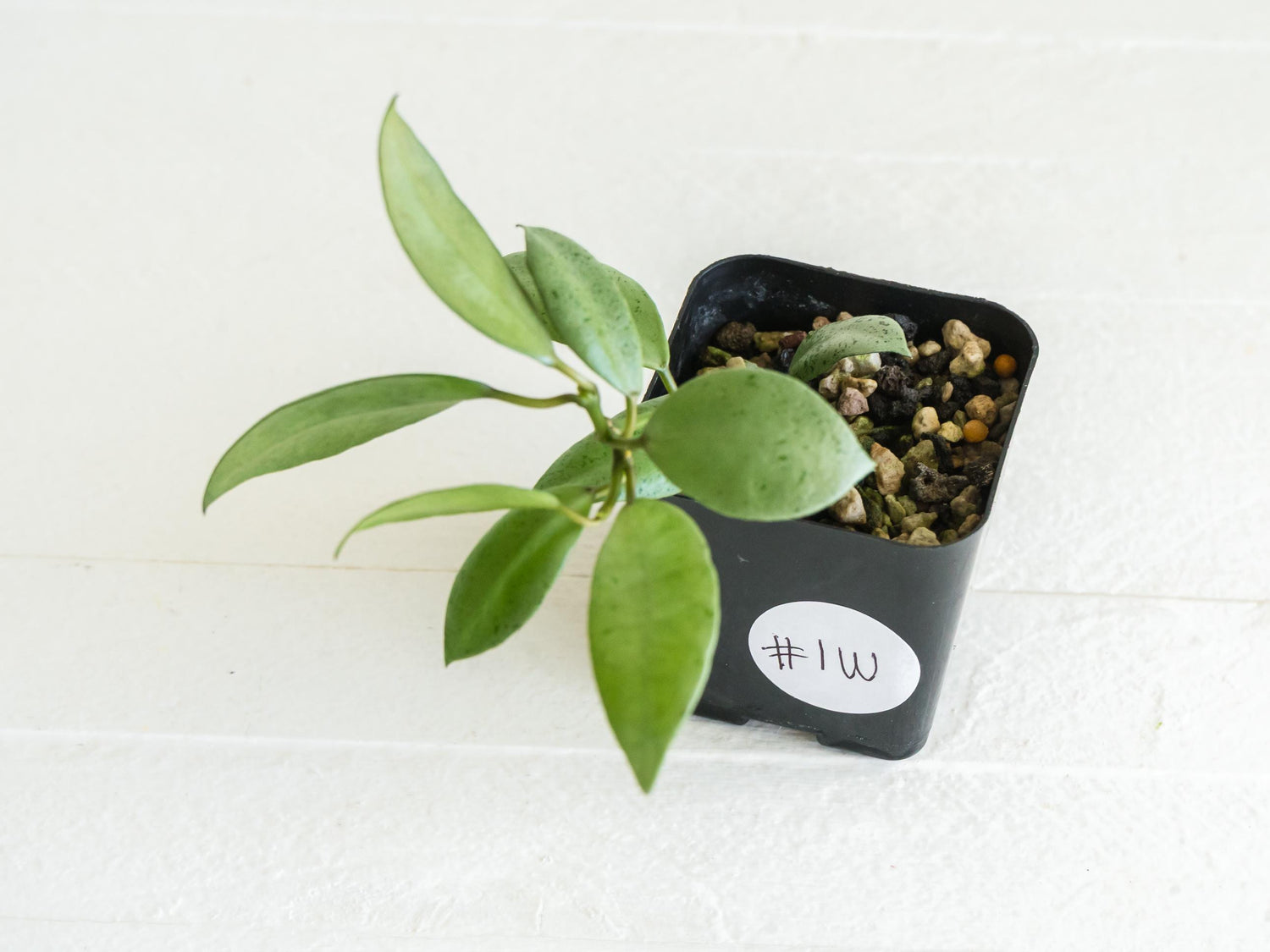 Hoya lacunosa 'Silver Mint Coin' | 2-Inch