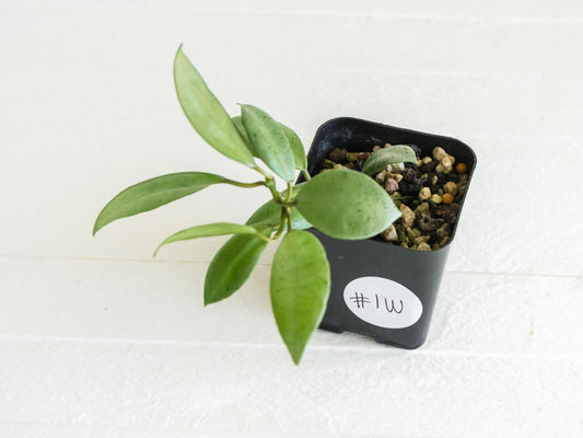 Hoya lacunosa 'Silver Mint Coin' | 2-Inch