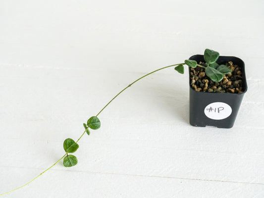 Hoya obcordata | 2-Inch