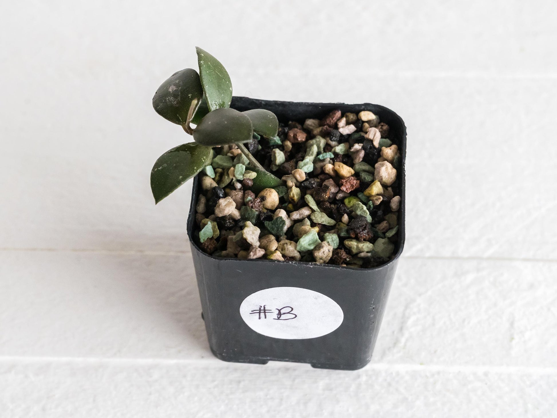 Hoya peltata | 2-Inch