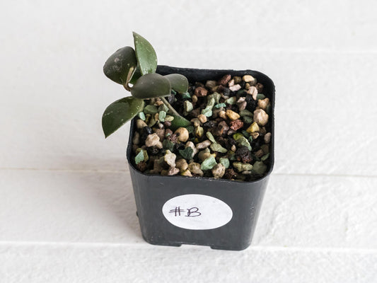 Hoya peltata | 2-Inch