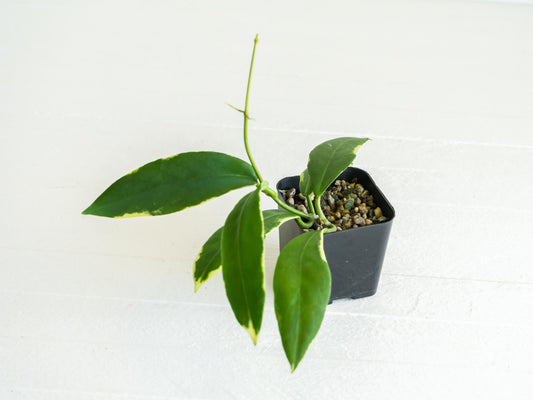 Hoya pimenteliana (Albo / Outer Variegated) | 2-Inch