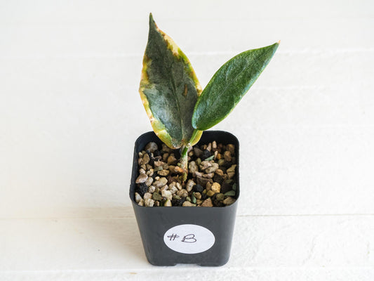 Hoya archboldiana (Albo - Outer Variegated) | 2-Inch