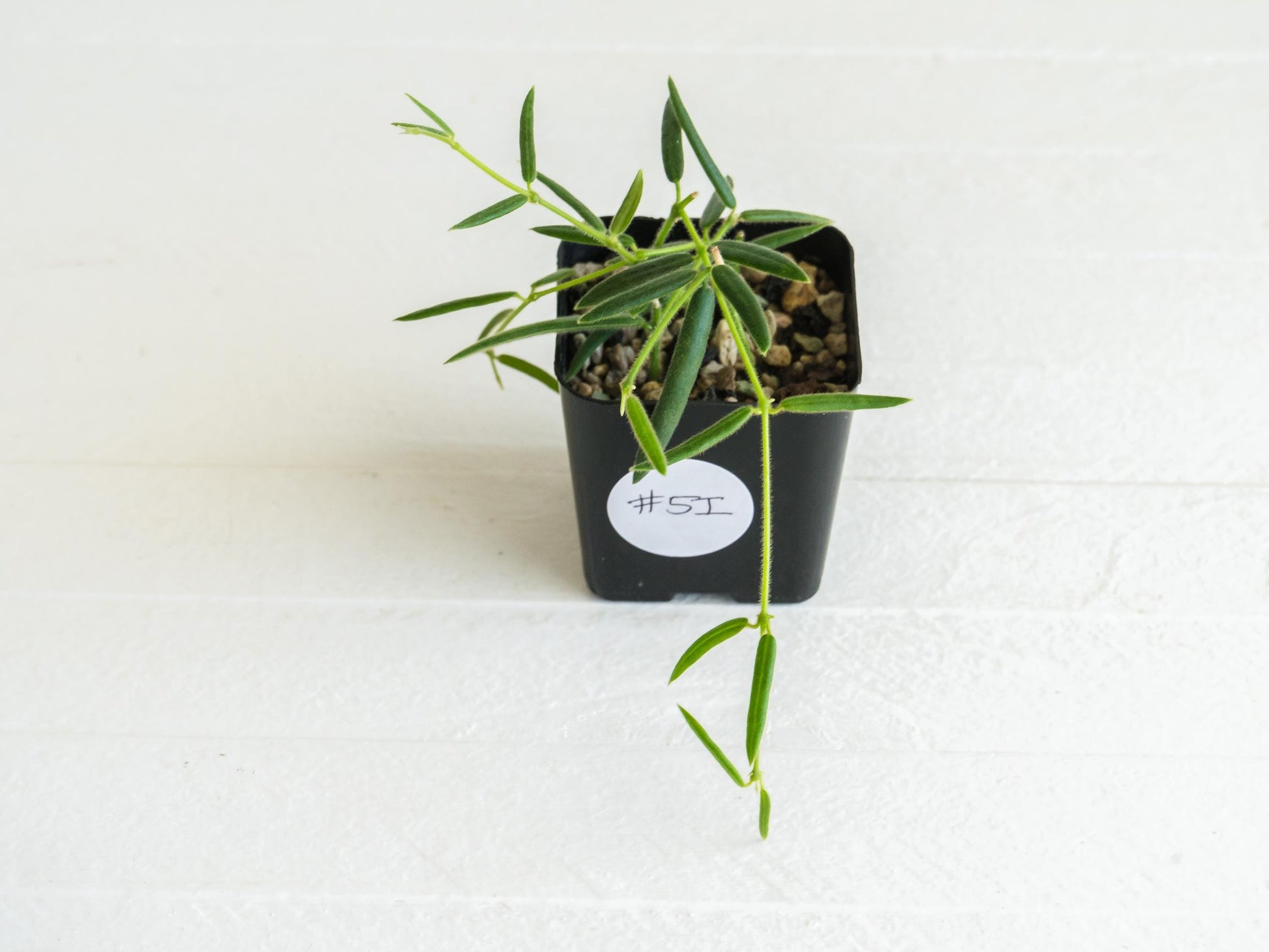 Hoya linearis | 2-Inch