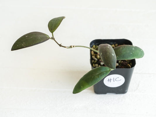 Hoya sabah 'Dragonfly' (EPC-960) | 2-Inch