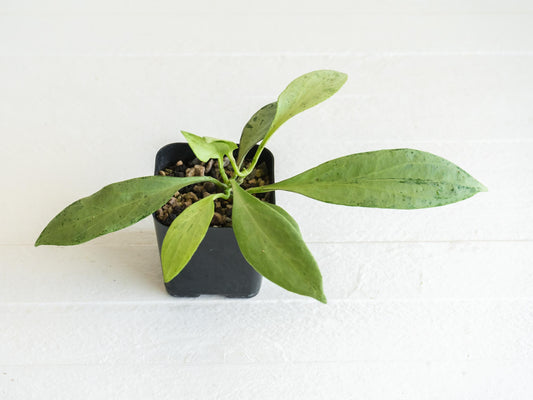 Hoya nicholsoniae 'New Guinea Ghost' | 2-Inch