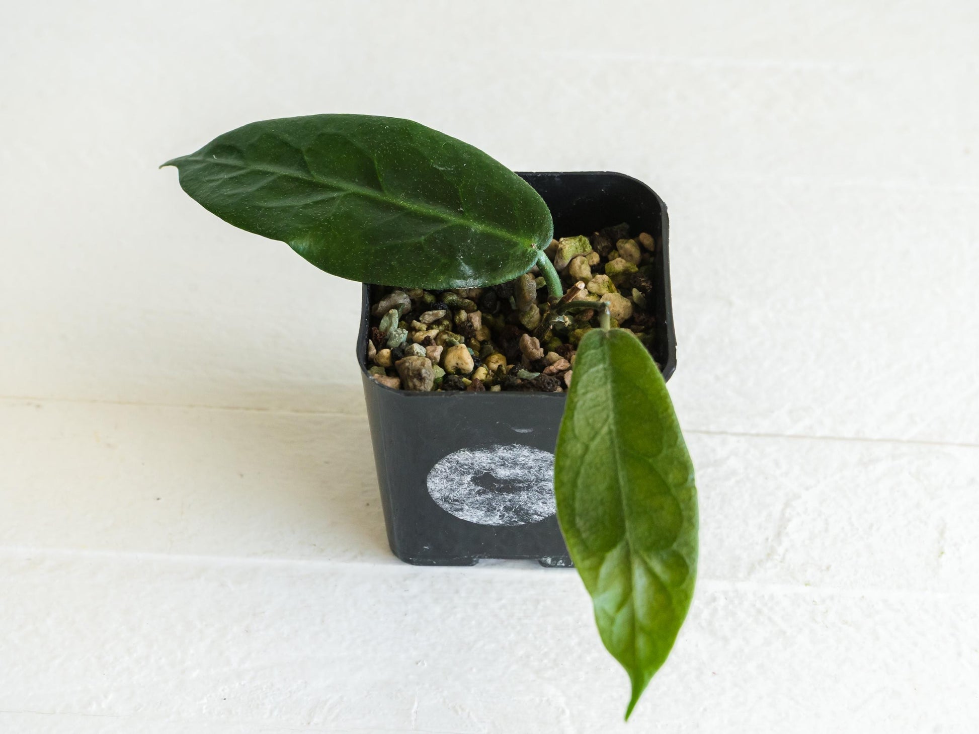 Hoya megalaster | 2-Inch