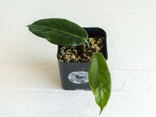 Hoya megalaster | 2-Inch