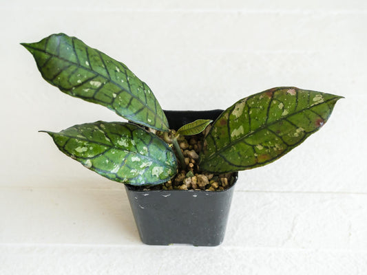 Hoya gunung gading (Splash) | 2-Inch