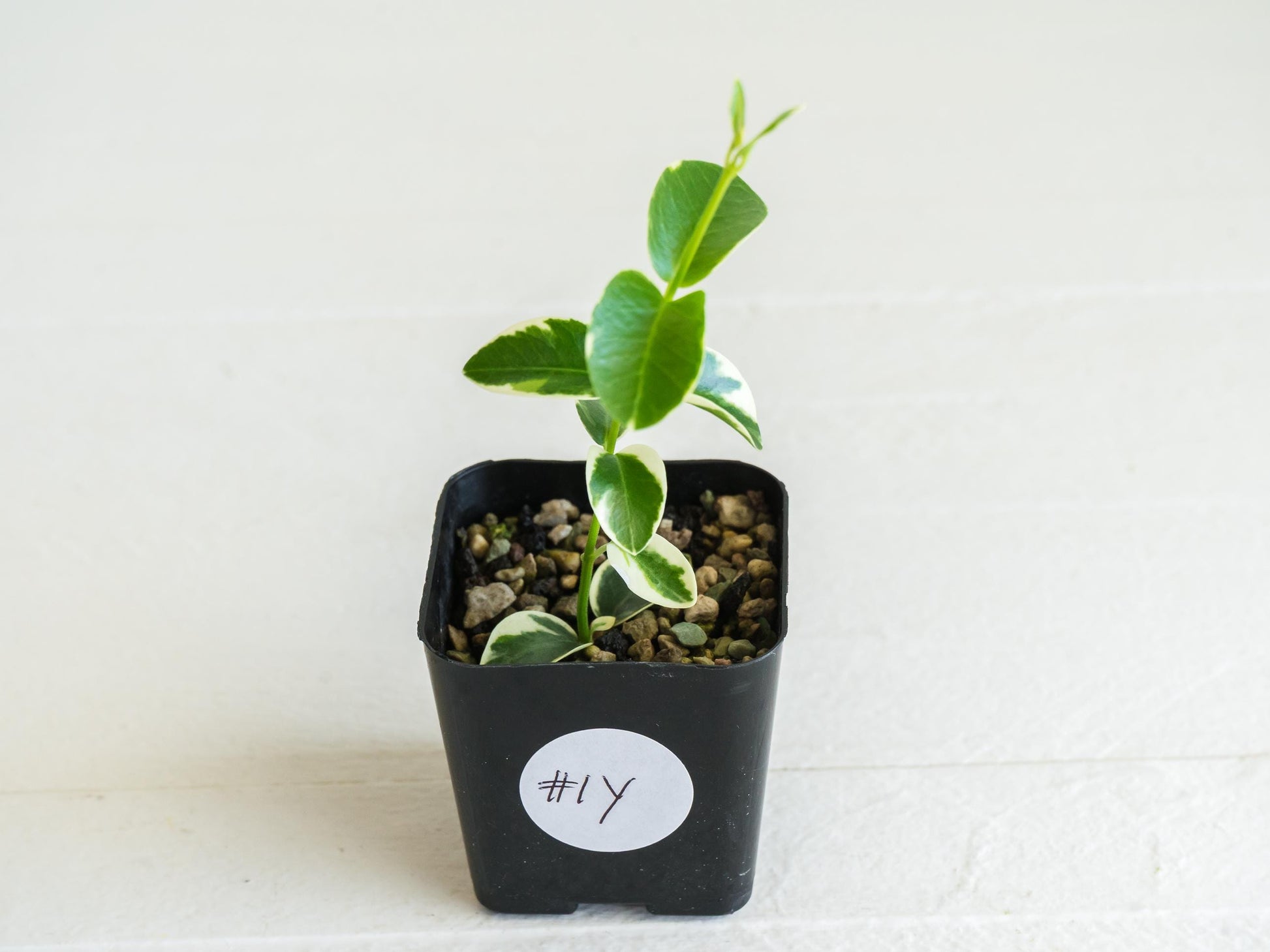 Hoya cumingiana (Albo | Outer Variegated) | 2-Inch