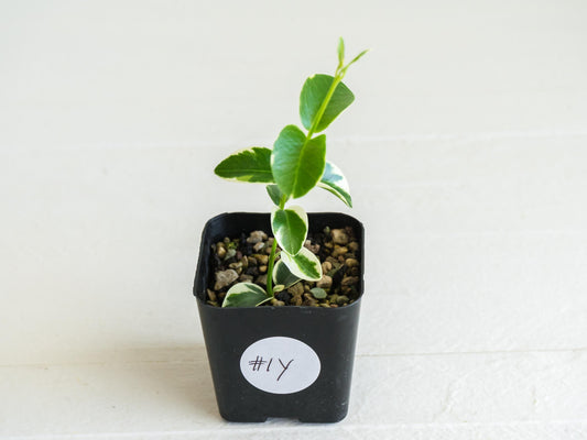 Hoya cumingiana (Albo | Outer Variegated) | 2-Inch
