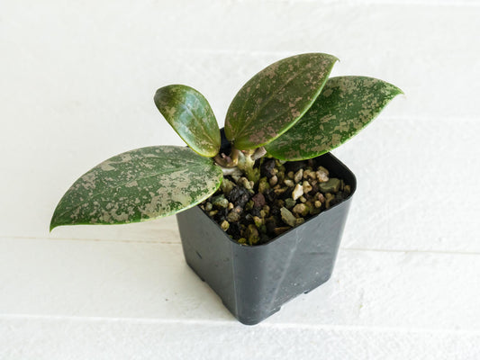 Hoya 'Wibergiae Round Leaf' (DMW-001-C) [verticillata (ex. wibergiea) x unknown] | 2-Inch