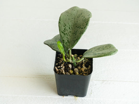Hoya chiang dao (Silver) | 2-Inch