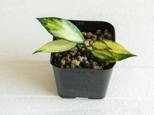 Hoya nabawanensis (Inner Variegated) | 2-Inch