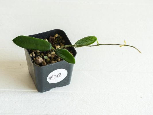 Hoya lyi | 2-Inch