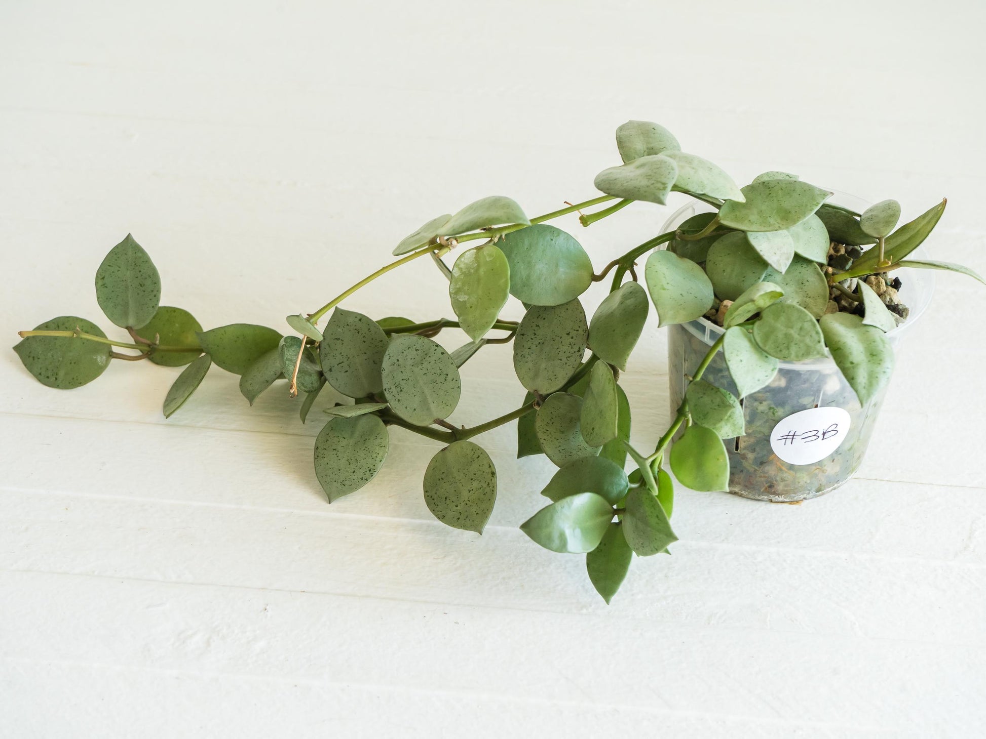 Hoya lacunosa 'Silver Mint Coin' | 3-Inch